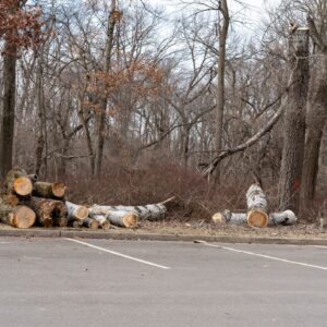 Fallen tree trunks piled on the edge of a public park after maintenance work