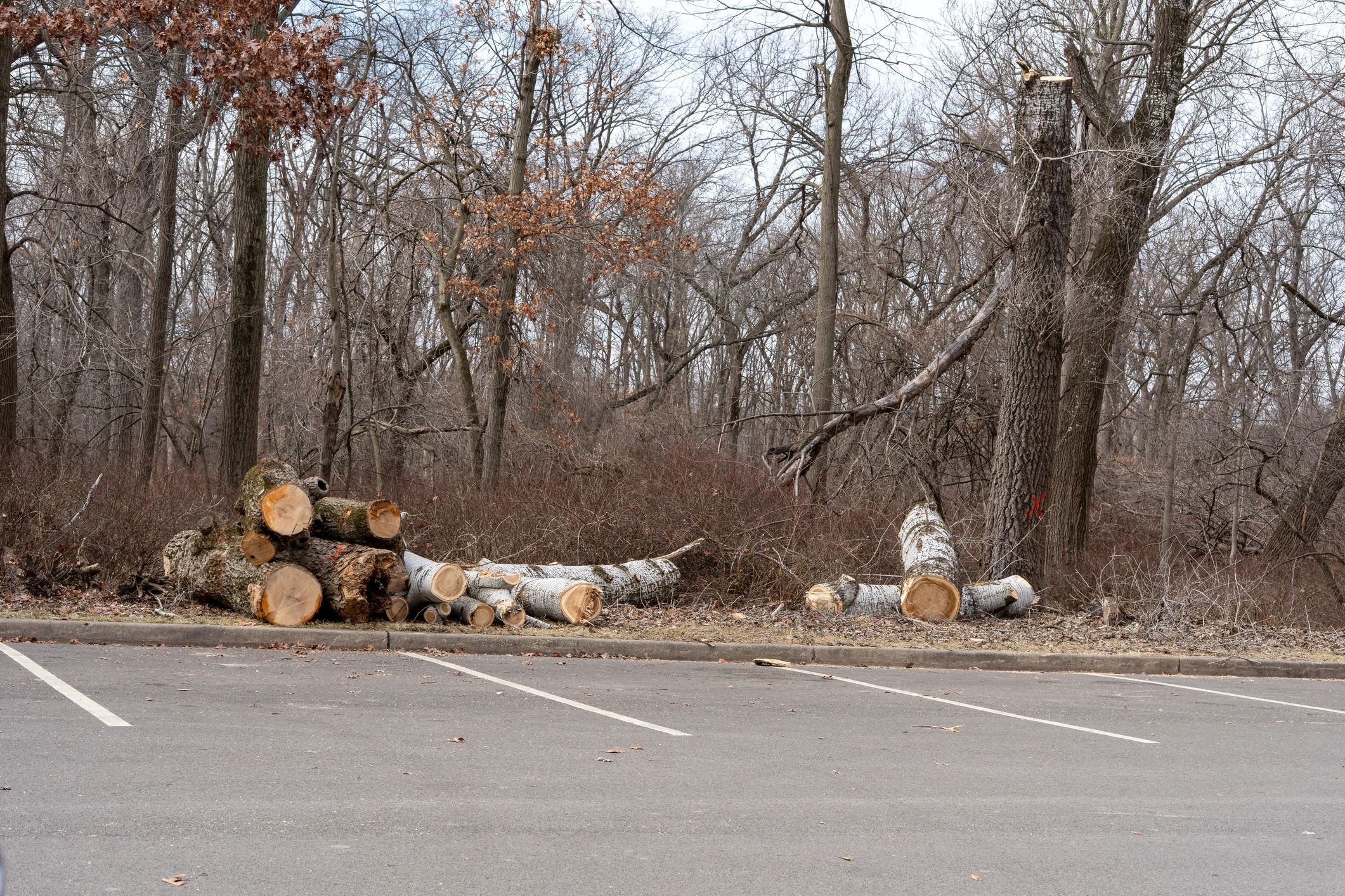 Fallen tree trunks piled on the edge of a public park after maintenance work