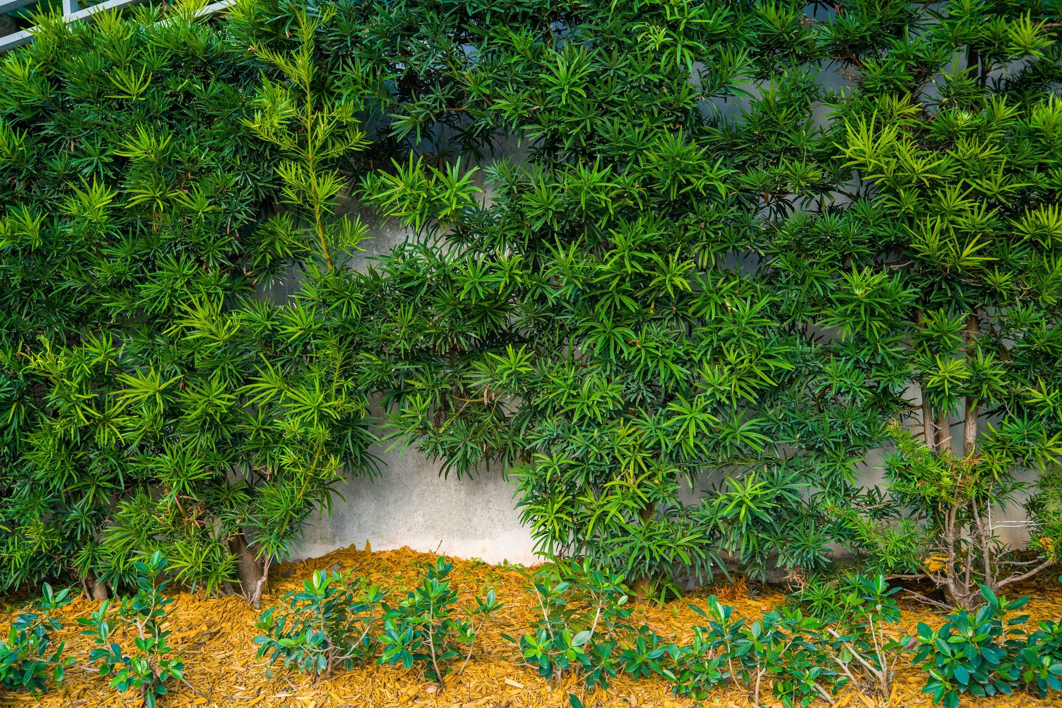 Fresh orange mulch in a landscaped bed